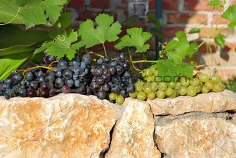 grapes over stone fence
