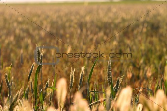 Sunrise over wheat field