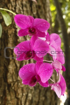 Orchid  on tree 