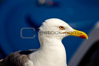 Gull posing