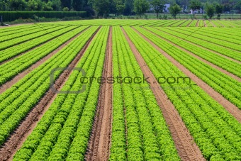 Salad field lines