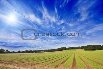 Farmland furrows in perspective with blue skies