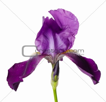 flower Iris