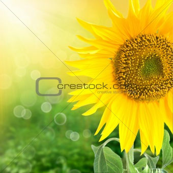 Abstract floral background with sunflower