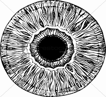 Apple of human eye