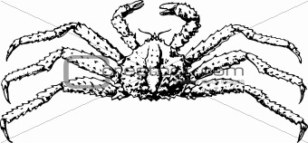 Crab paralithodes camtschatica