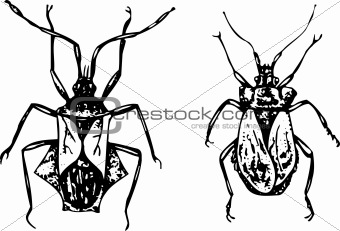 Bugs coreidae