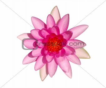 Top view of bright pink water lily flower