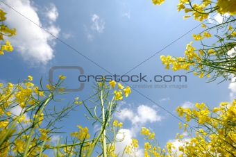Yellow rape flowers and sky