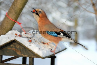 Jay (garrulus glandarius) stealing nuts from a bird feeder.