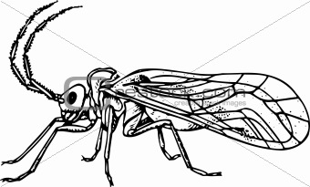 Bug copeognatha