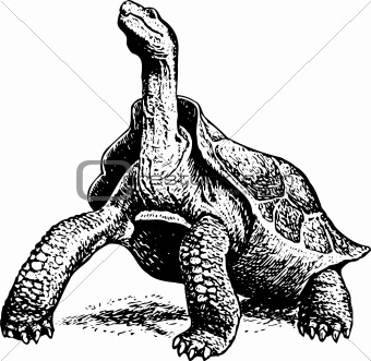 Giant turtle geochelone elephantopus