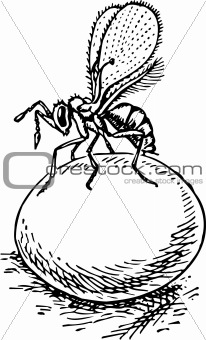 Stingless wasp (trichogramma)