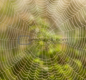 closeup of spider web with dew drops in the morning