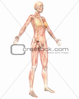 Female Muscular Anatomy Semi Transparent Angled Front View