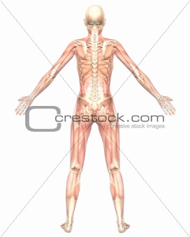 Female Muscular Anatomy Semi Transparent Rear View