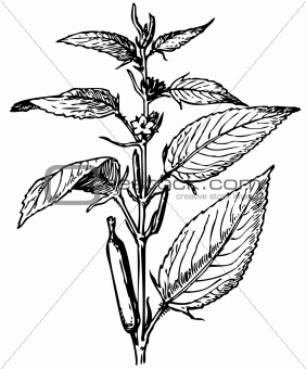 Plant Corchorus