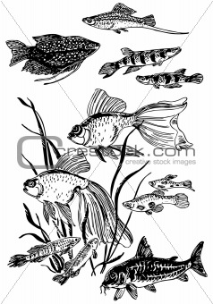 Aquarium fishes