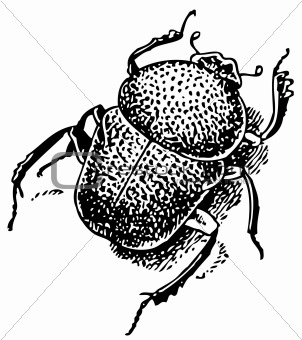 Beetle Gymnopleurus