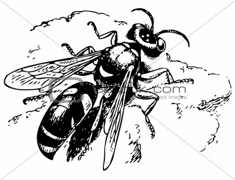 Spiny digger wasp