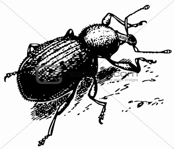 Beetle Curculionidae