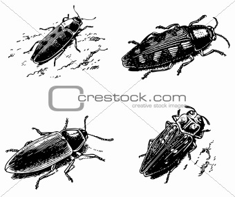 Beetles Buprestidae