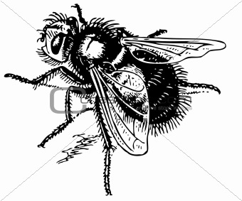 Fly Echinomyia