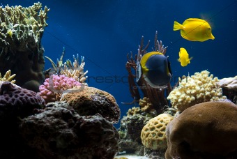 aquarium with fish and corals