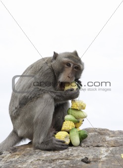Thailand monkey