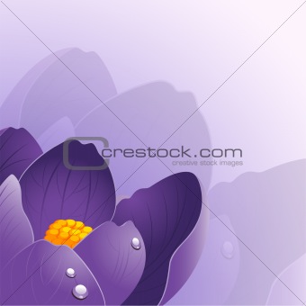 Background with crocus flower