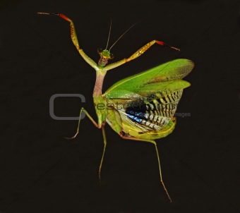 dancer praying mantis