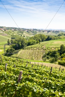 Italy - Piedmont region. Barbera vineyard