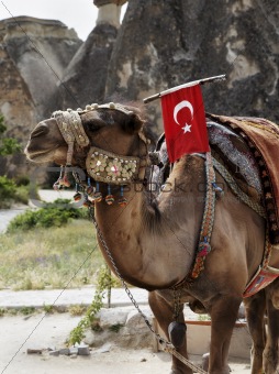 single hump camel with Turkish flag