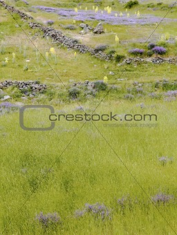field of tall grass lavender violets blue bells primros