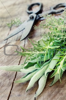 Freshly harvested herbs