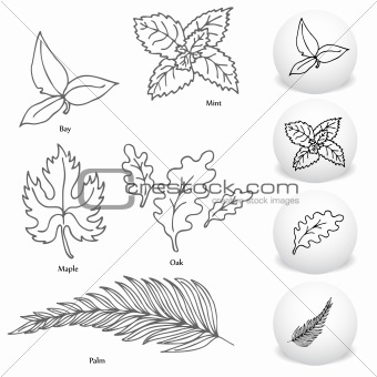 Leaf Drawing Set