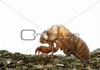 Cicada (Cicadidae) Skin Clinging to a Tree