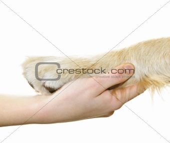 Human hand holding dog paw