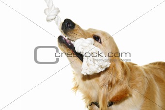 Golden retriever dog biting rope toy
