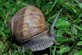  snail in grass