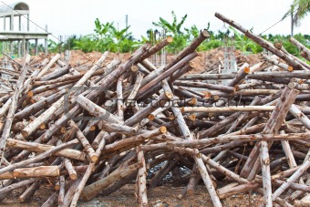 Pile of eucalyptus tree wood for construction