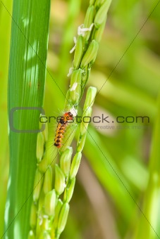 pest,  in Paddy rice