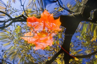 autumn leaf on the water
