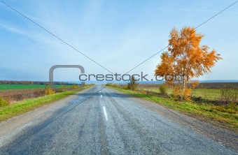Autumn road and yellow birch