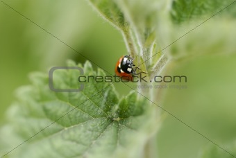 One ladybird climbing a nettle stem.