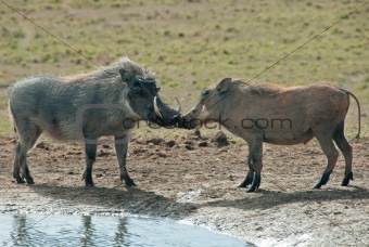 Kissing warthogs