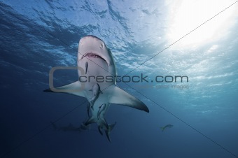 Underview of lemon shark