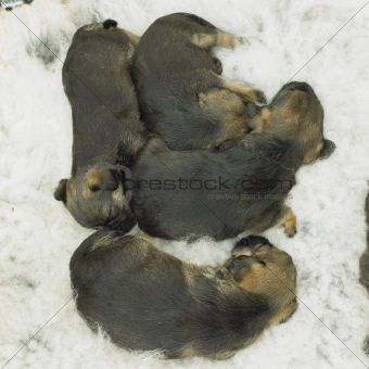 puppies (Border Terrier)