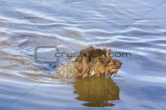 hunting dog in pond