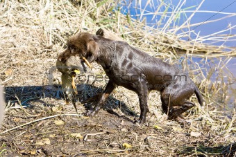 hunting dog near pond